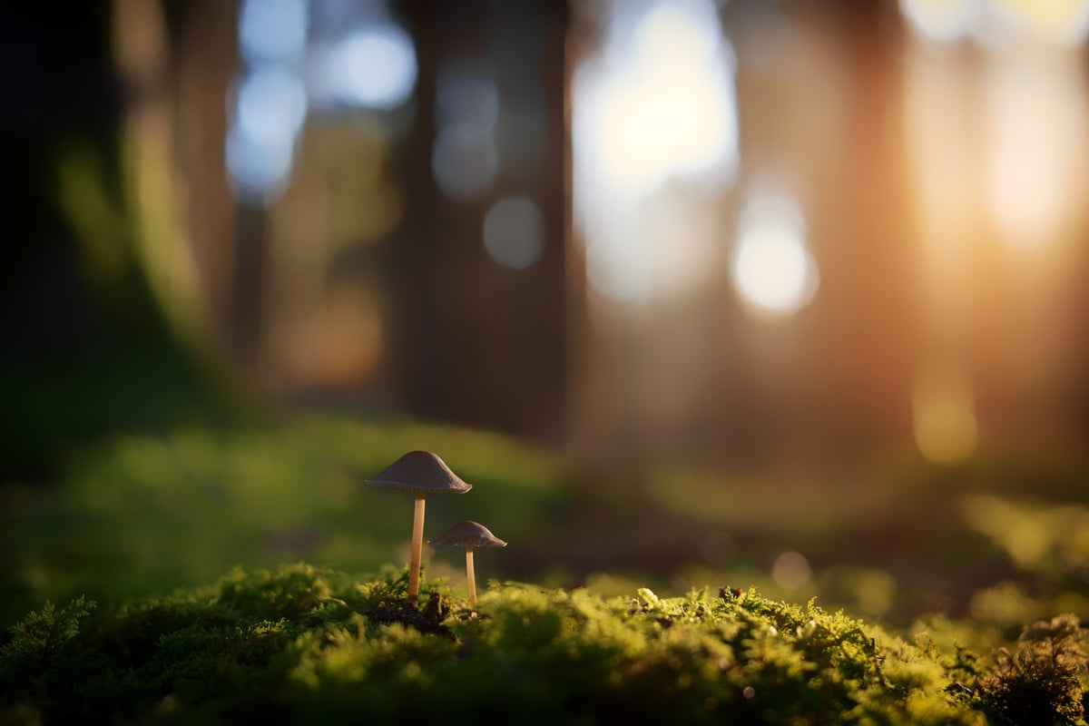 Forest Floor Mushrooms